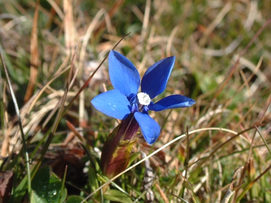 Gentiana verna / Genziana primaticcia